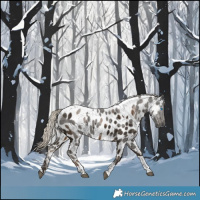Horse Color:Gray Silver Smoky Black Merle Tobiano Appaloosa 