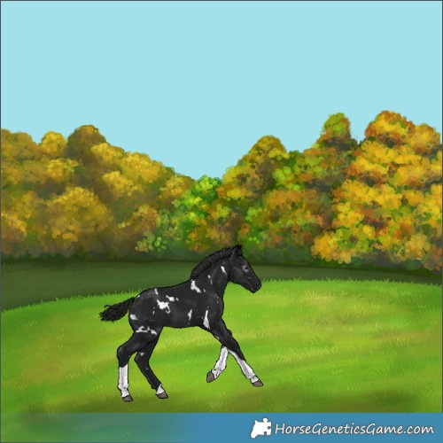 Horse Color:Gray White Spotted Black Tobiano