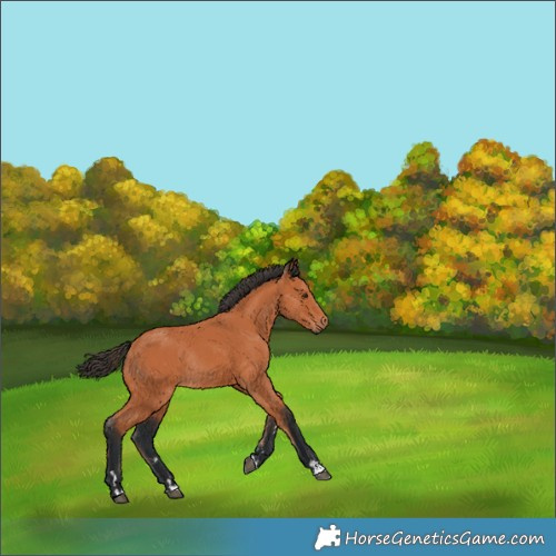 Horse Color:Bay Rabicano 