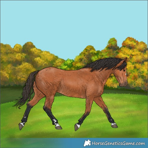 Horse Color:Bay Rabicano 