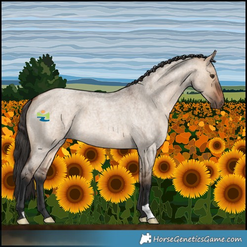 Horse Color:Bay Roan Dun 