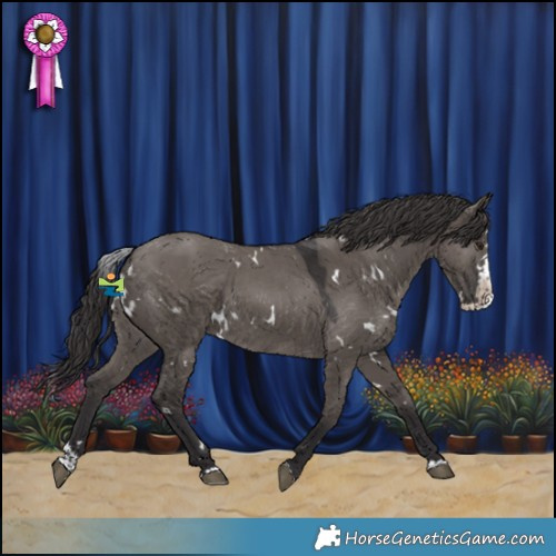 Horse Color:White Spotted Smoky Grullo Splash 