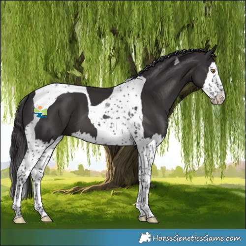 Horse Color:Smoky Black Splash Tobiano 