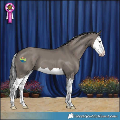Horse Color:Grullo Splash 