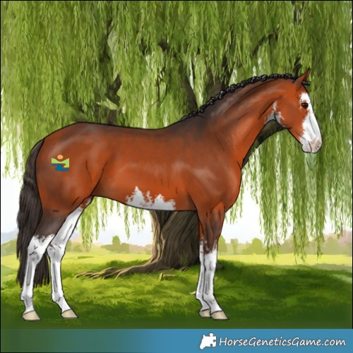 Horse Color:White Spotted Bay 