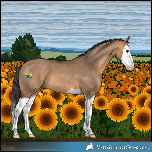 Horse Color:Bay Dun Splash 