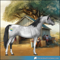 Horse Color:Brown Chinchilla Roan Tobiano 