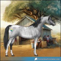 Horse Color:Brown Chinchilla Roan Tobiano 