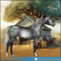 Horse Color:Gray Silver Brown Rabicano 