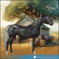 Horse Color:Gray Silver Brown Rabicano 