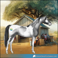 Horse Color:Brown Chinchilla Onyx Tobiano Rabicano 