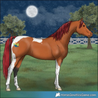 Horse Color:Painted Bay Tobiano 