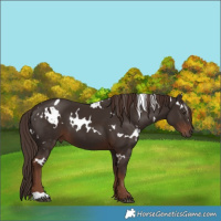 Horse Color:White Spotted Liver Chestnut