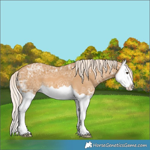 Horse Color:Palomino Ice Splash 