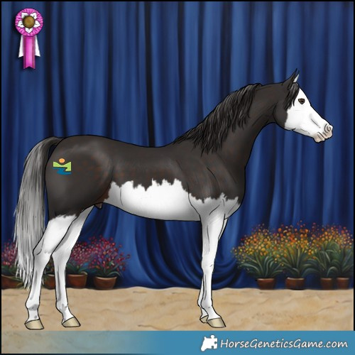 Horse Color:Liver Chestnut Splash 