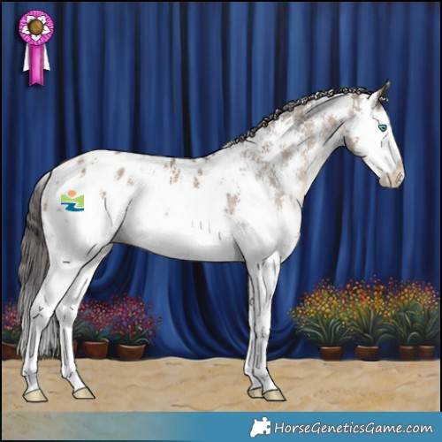 Horse Color:Liver Red Dun Sabino Splash Appaloosa 