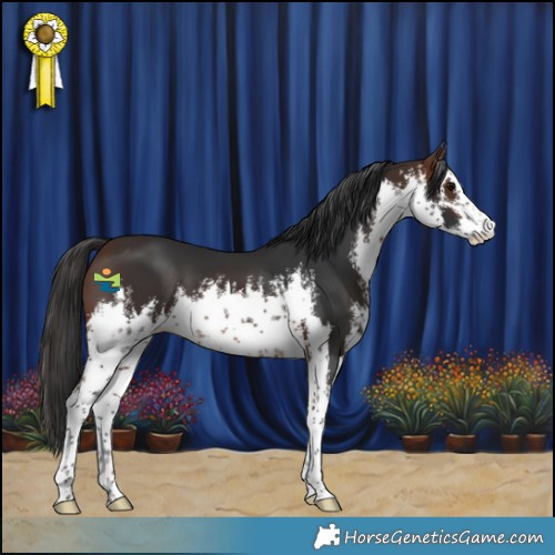 Horse Color:White Spotted Brown