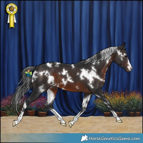 Horse Color:White Spotted Brown 