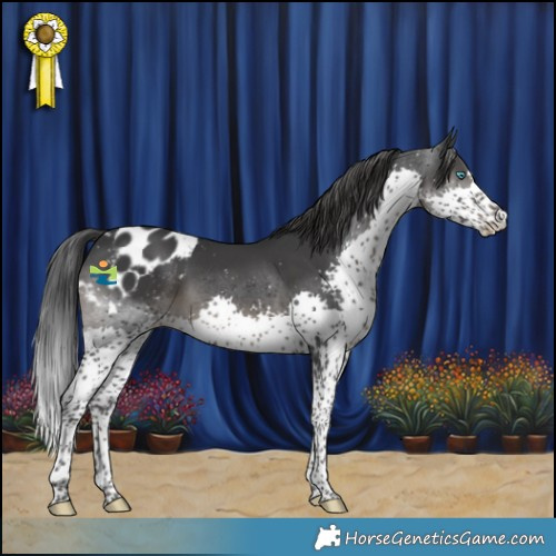 Horse Color:Black Splash Appaloosa 