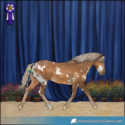 Horse Color:White Spotted Chocolate Palomino Rabicano 