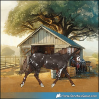 Horse Color:White Spotted Liver Chestnut 