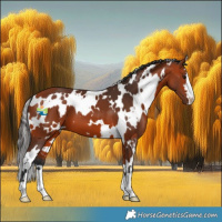 Horse Color:White Spotted Bay 