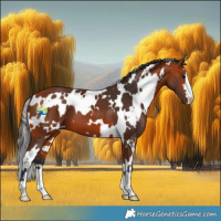 Horse Color:White Spotted Bay