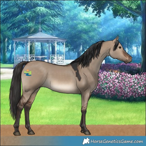 Horse Color:Brown Dun 
