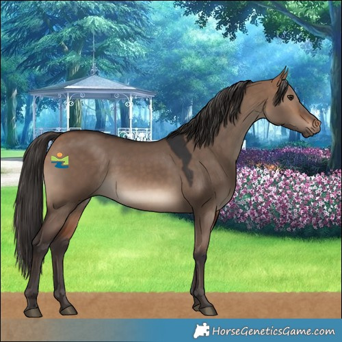 Horse Color:Bay Dun 