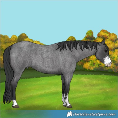 Horse Color:Blue Roan Sabino 