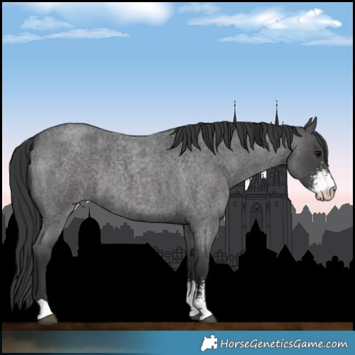 Horse Color:Blue Roan Sabino 