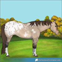 Horse Color:Bay Dun Sabino Tobiano Appaloosa 