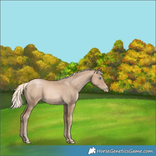 Horse Color:Chocolate Palomino Pearl 