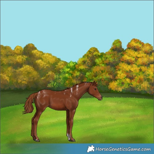 Horse Color:Powder White Chestnut 