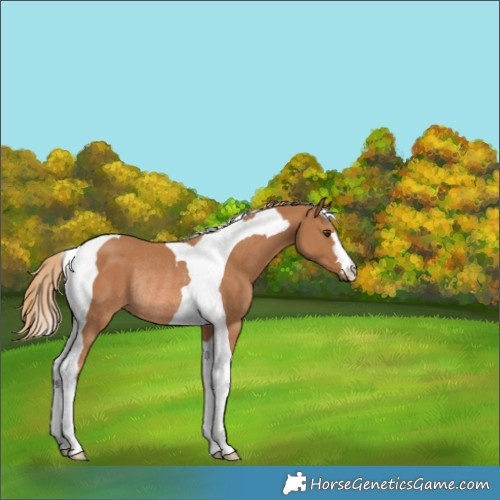 Horse Color:Chestnut Tobiano Rabicano 