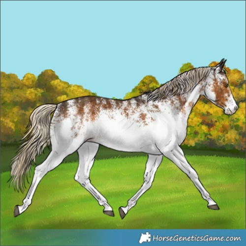 Horse Color:White Spotted Chocolate Palomino Rabicano