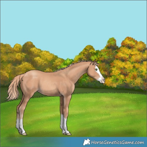 Horse Color:Gold Champagne Splash 