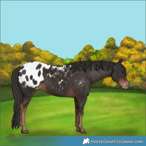 Horse Color:Liver Chestnut Appaloosa 