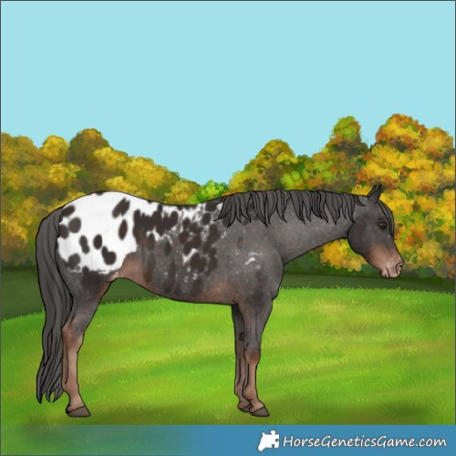 Horse Color:Liver Chestnut Appaloosa 