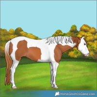Horse Color:Chestnut Splash Tobiano 