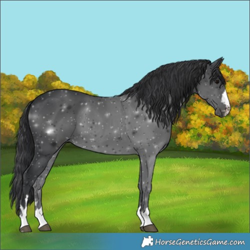 Horse Color:Black 