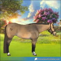 Horse Color:Buckskin 