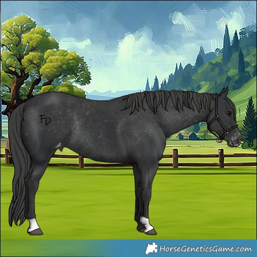 Horse Color:Black Appaloosa Rabicano 