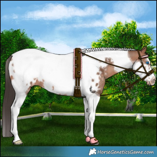 Horse Color:Sable Champagne Tobiano Frame Appaloosa