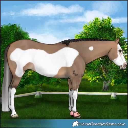 Horse Color:Bay Dun Splash Frame 