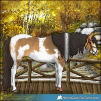 Horse Color:Buckskin Tobiano Frame 