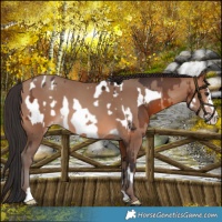 Horse Color:Brown Frame Near Leopard  and Sable Champagne Frame 