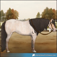 Horse Color:Amber Champagne Roan 