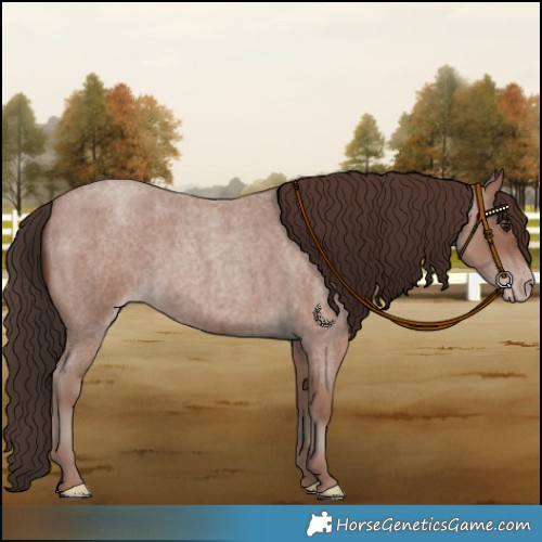 Horse Color:Classic Champagne Roan 