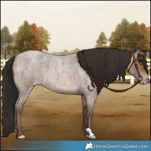 Horse Color:Sable Champagne Roan 